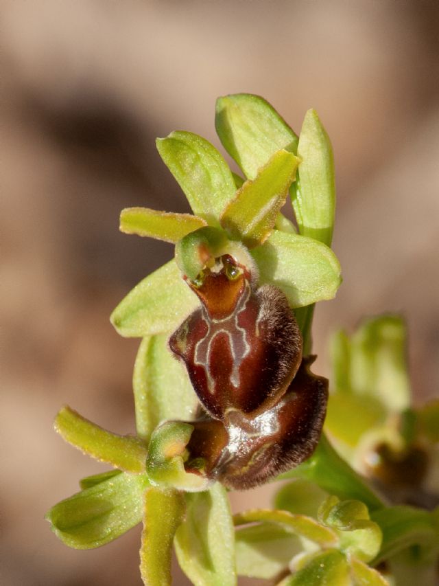 Ophrys della sezione Araniferae